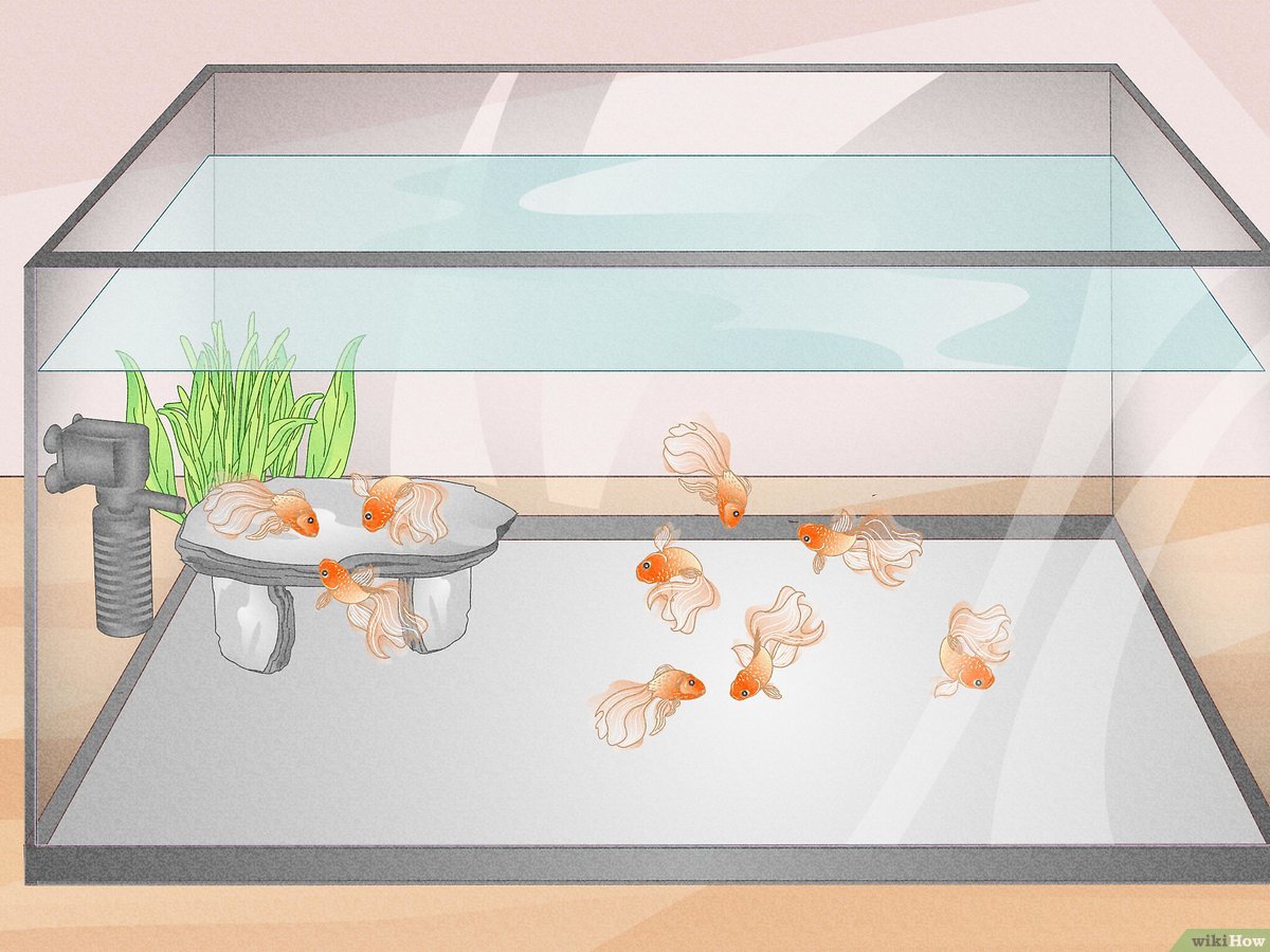 Dive into Relaxation: Transform Your Space with a Fish Tank