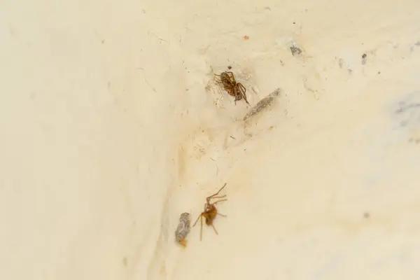 Sydney's Most Trusted Termite Control Companies: A Comprehensive Review